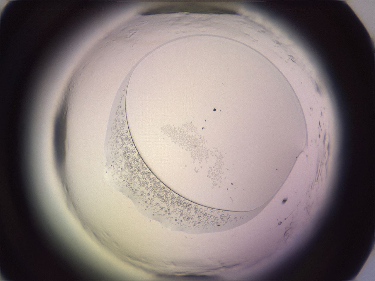 folderID604_plateID2604_batchID12840_wellNum25_profileID1_d1_r201969_ef.jpg