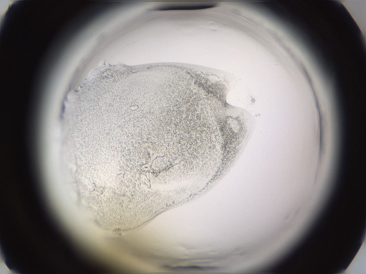 folderID611_plateID2611_batchID14355_wellNum1_profileID1_d2_r207083_ef.jpg