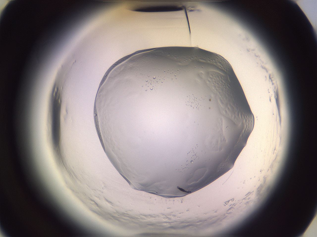 folderID612_plateID2612_batchID12843_wellNum27_profileID1_d3_r205722_ef.jpg