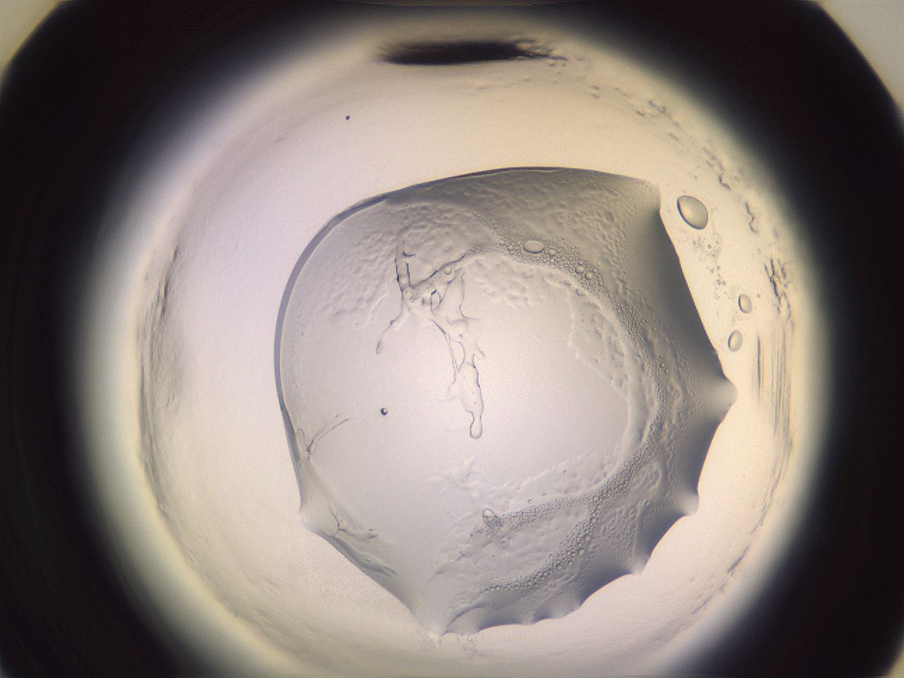 folderID612_plateID2612_batchID12903_wellNum35_profileID1_d3_r205746_ef.jpg