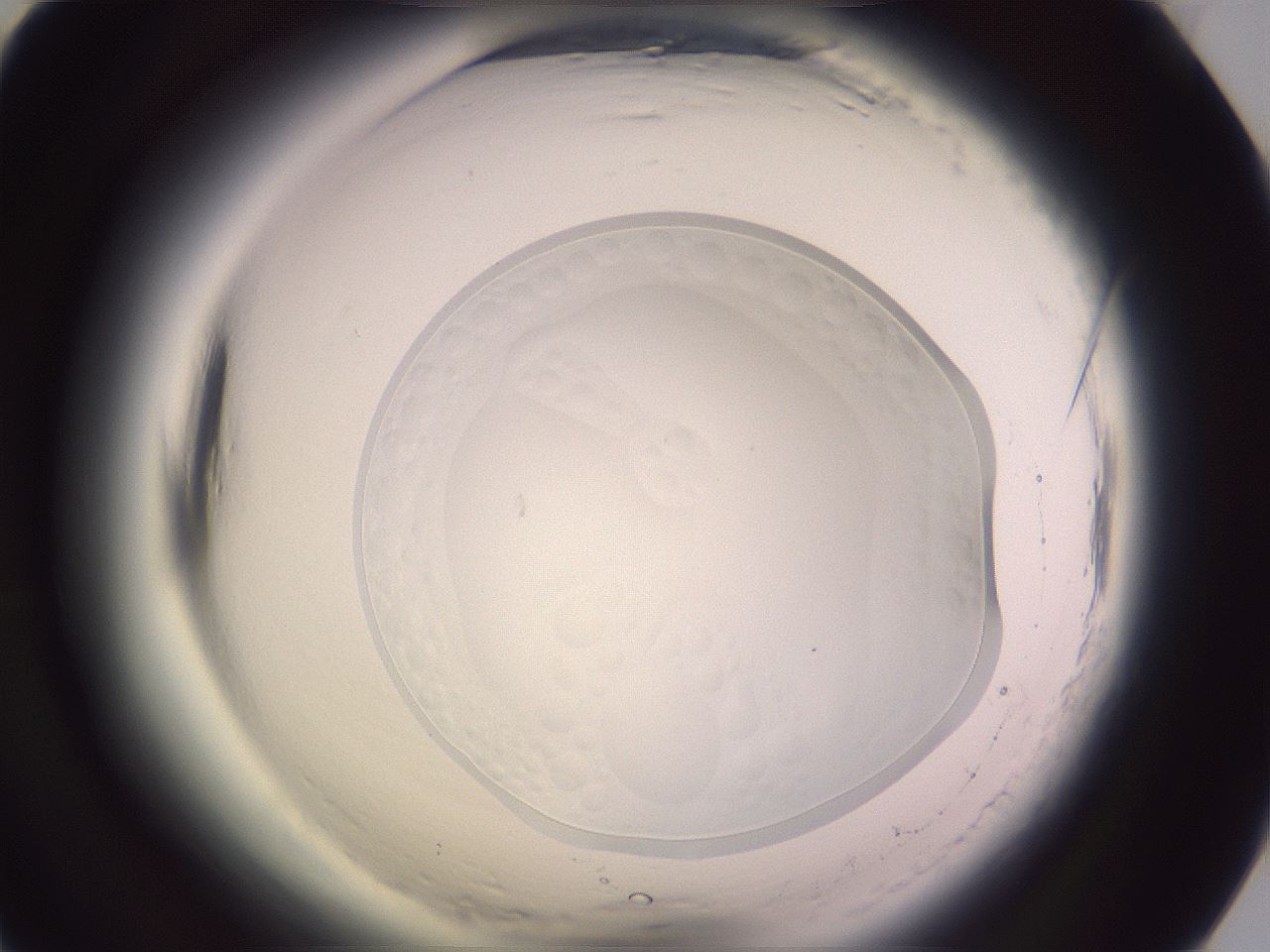 folderID612_plateID2612_batchID12789_wellNum75_profileID1_d1_r205864_ef.jpg