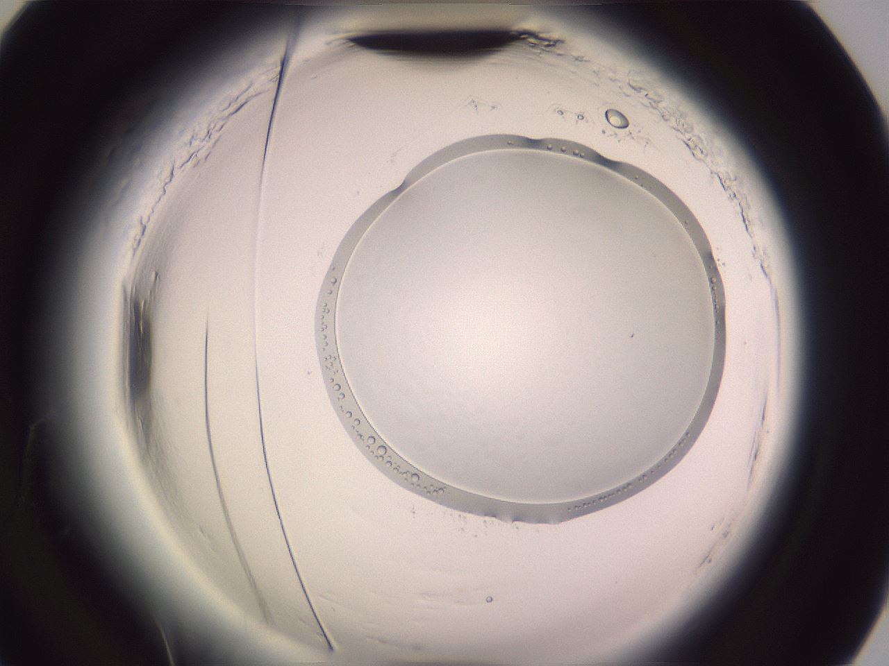 folderID612_plateID2612_batchID13086_wellNum90_profileID1_d2_r205910_ef.jpg