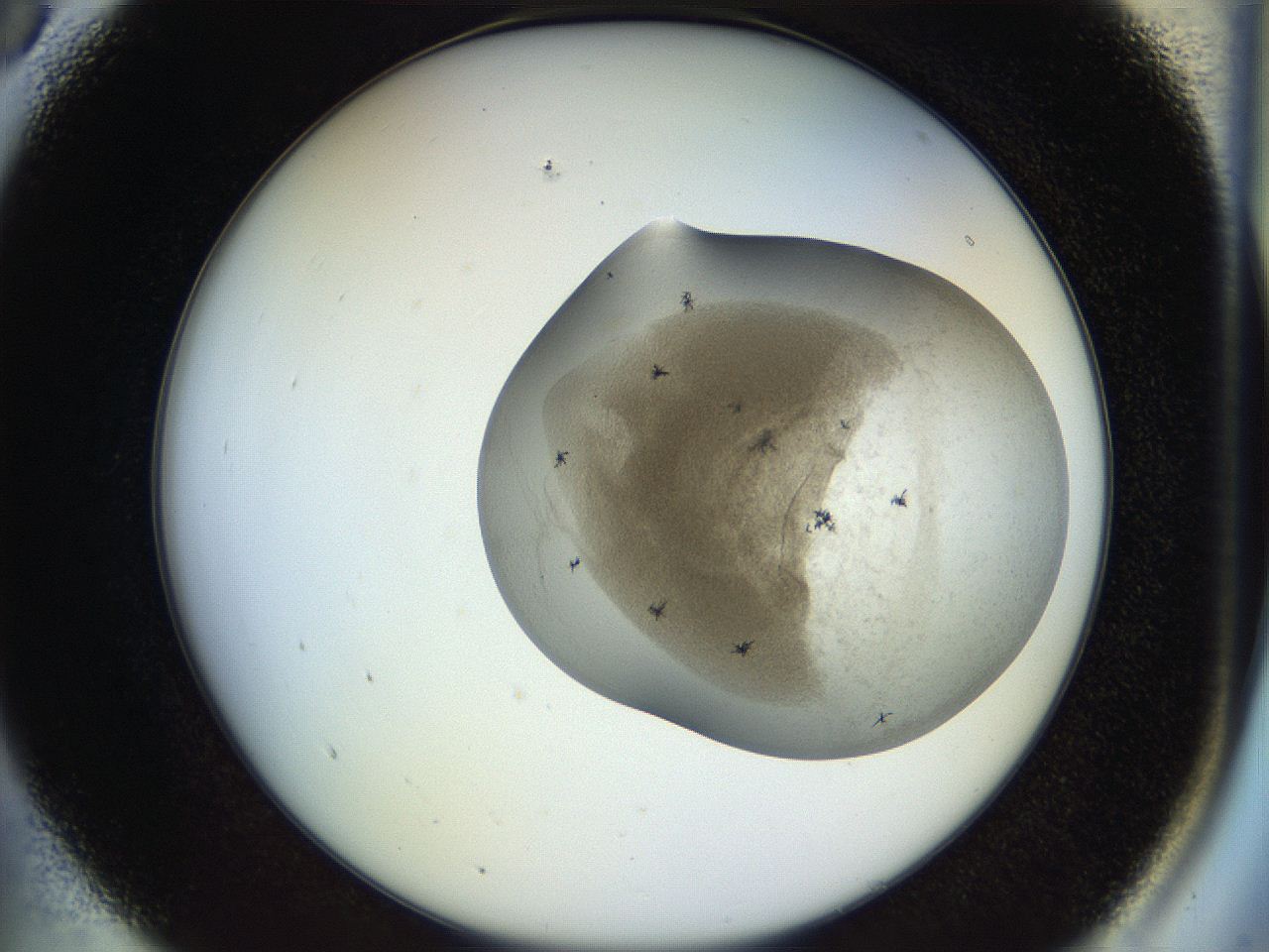 04q1_A5_ImagerDefaults_2.jpg