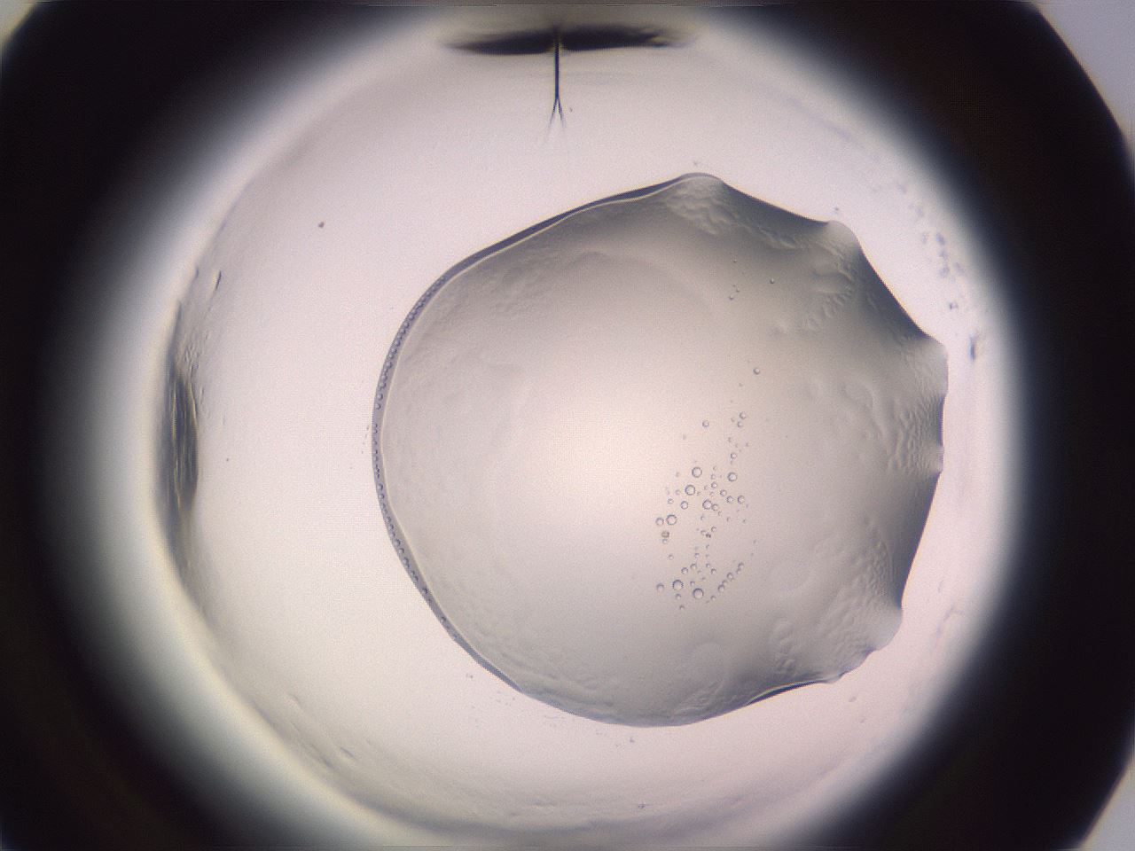 folderID612_plateID2612_batchID13889_wellNum65_profileID1_d3_r205836_ef.jpg