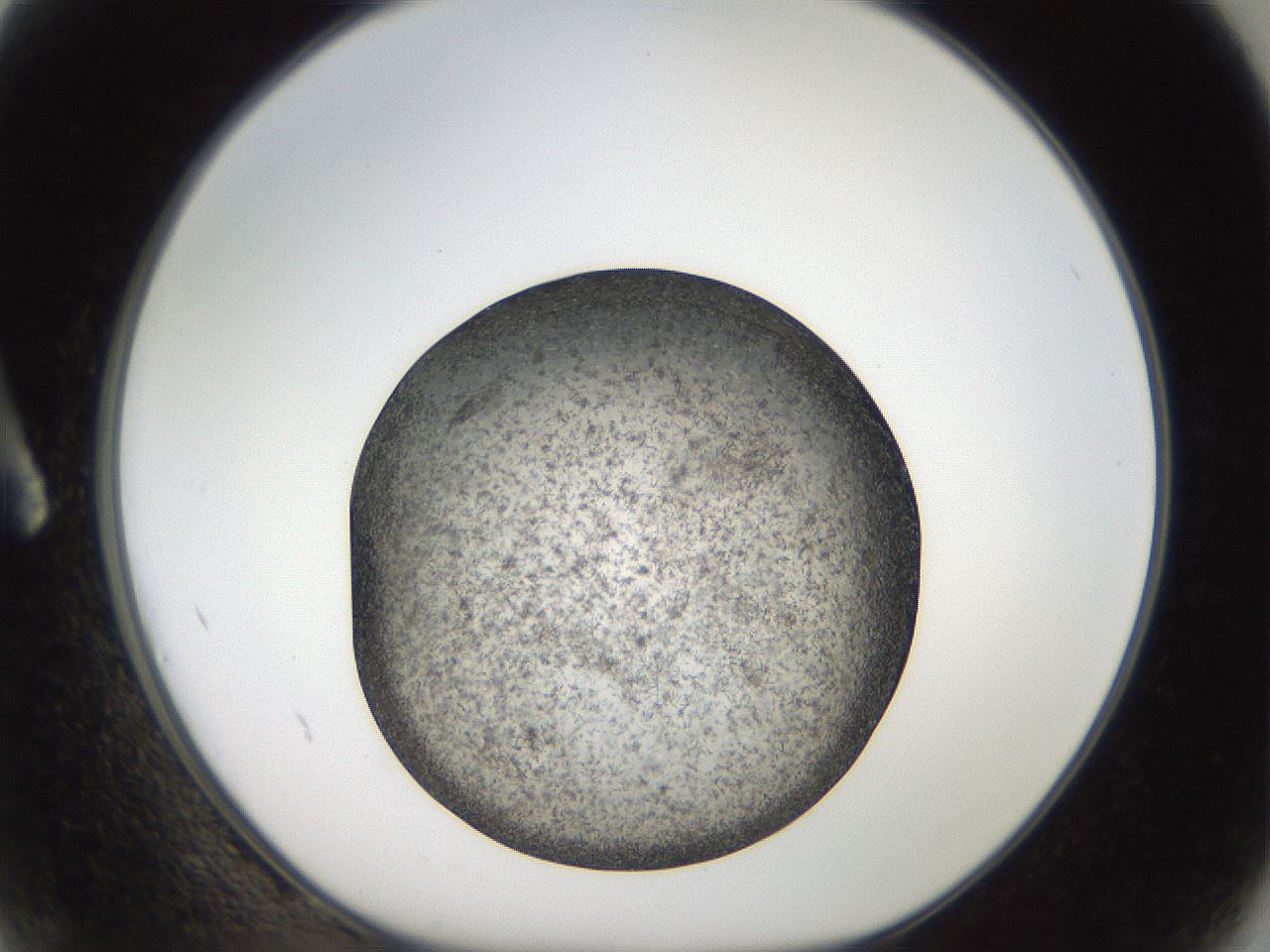 folderID61_plateID2061_batchID9039_wellNum2_profileID1_d1_r139192_ef.jpg
