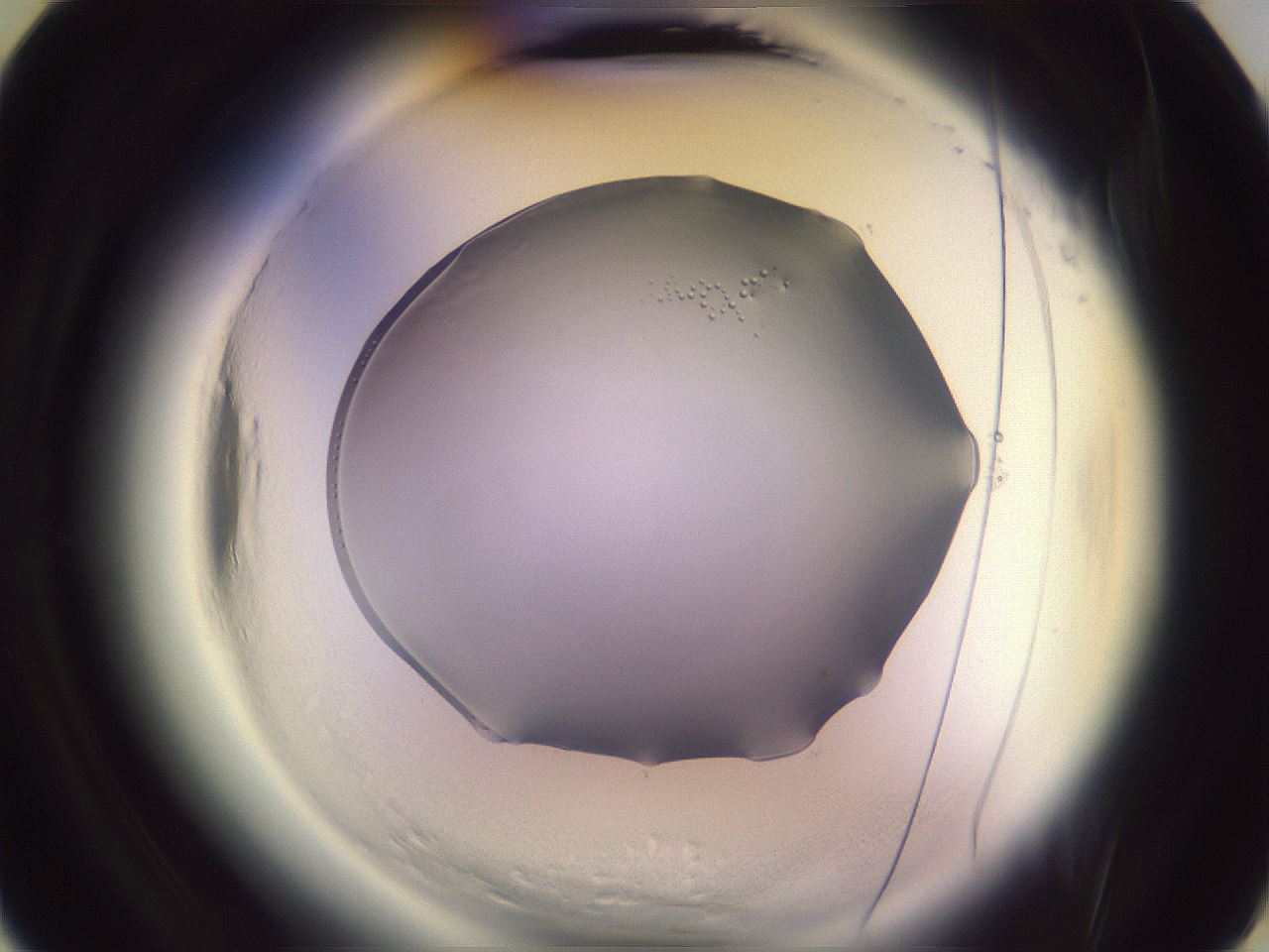 folderID612_plateID2612_batchID13889_wellNum6_profileID1_d3_r205659_ef.jpg