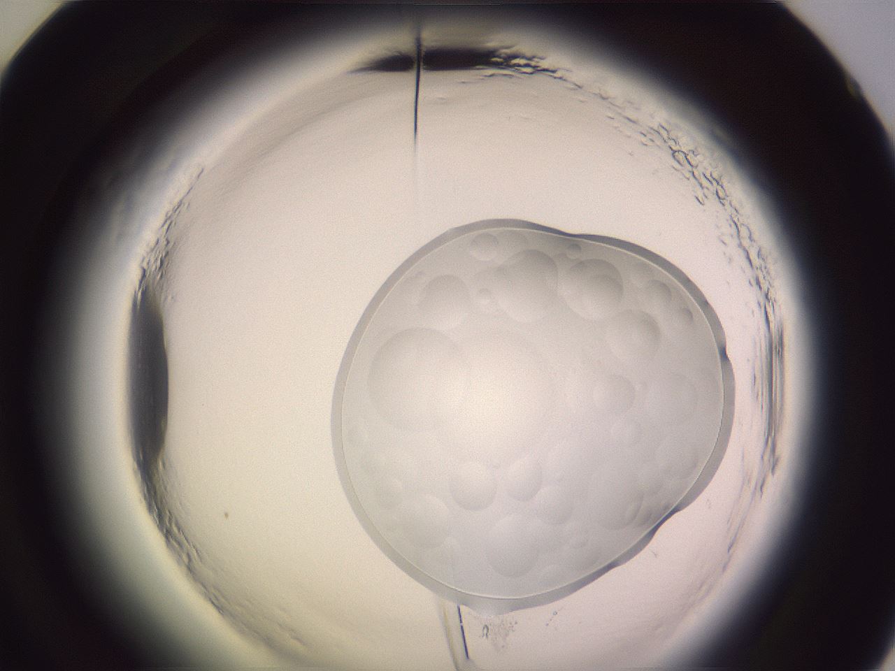 folderID612_plateID2612_batchID14341_wellNum60_profileID1_d2_r205820_ef.jpg