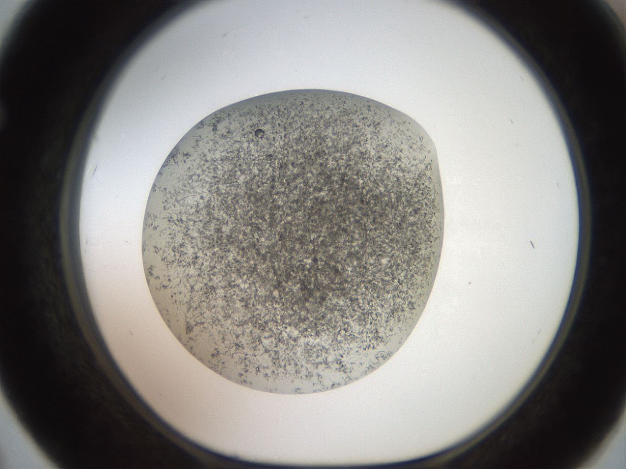 folderID630_plateID1630_batchID6713_wellNum67_profileID1_d1_r109205_ef.jpg