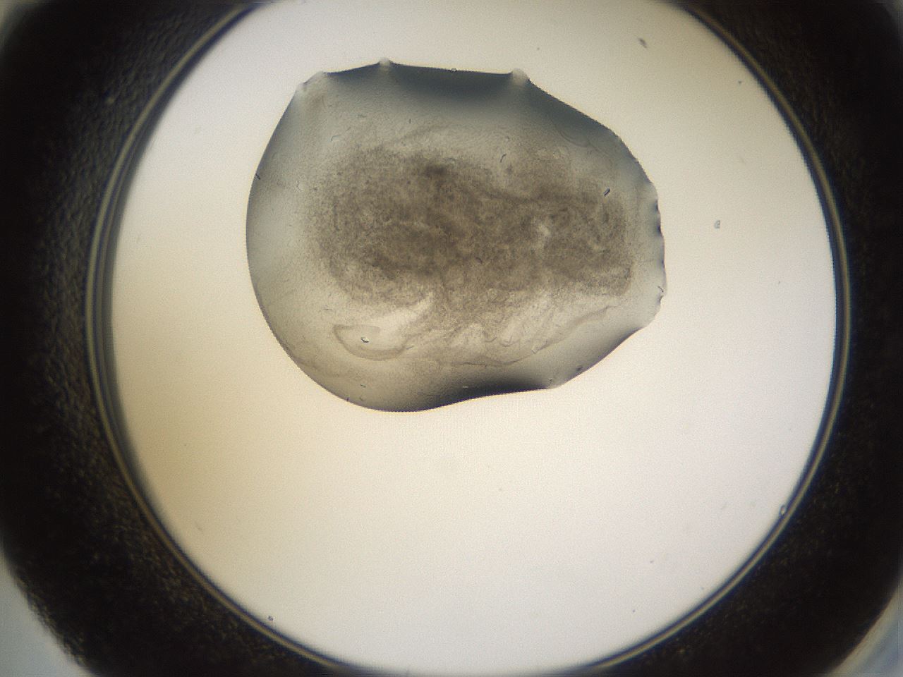 folderID635_plateID2635_batchID12821_wellNum59_profileID1_d2_r210655_ef.jpg