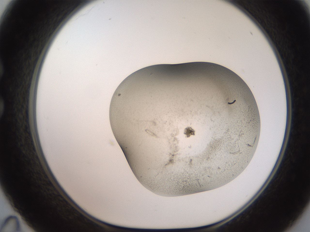 folderID647_plateID3647_batchID22277_wellNum35_profileID1_d1_r324115_ef.jpg