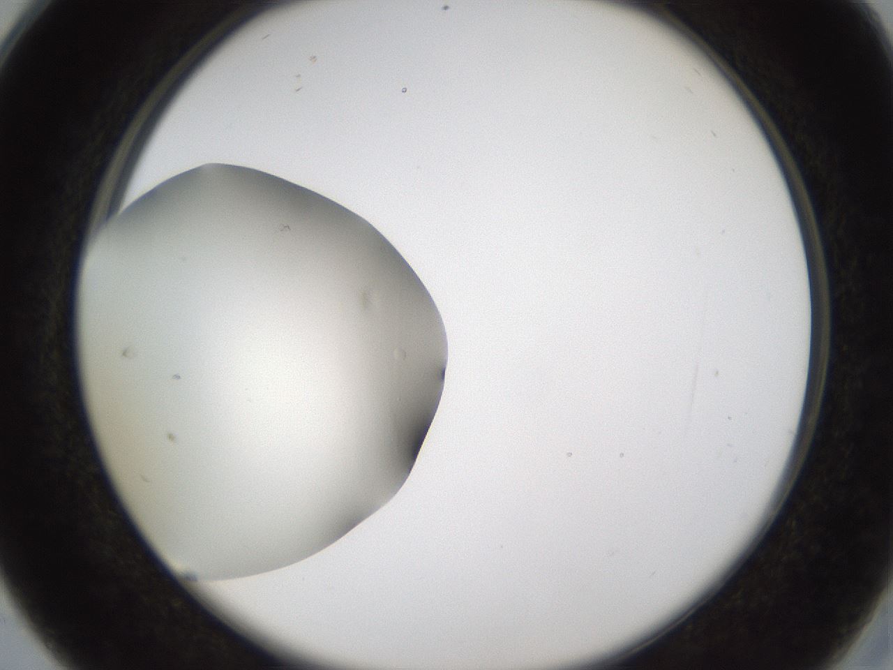 folderID65_plateID1065_batchID2372_wellNum28_profileID1_d2_r53804_ef.jpg