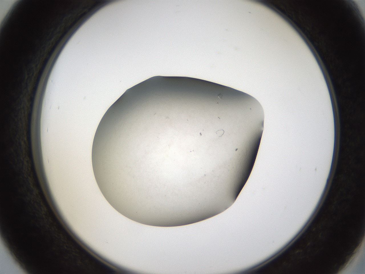 folderID66_plateID1066_batchID2847_wellNum39_profileID1_d2_r53634_ef.jpg