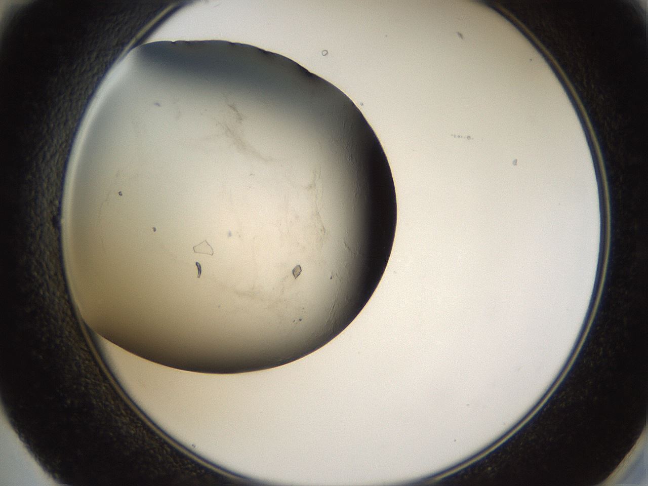 folderID66_plateID1066_batchID3215_wellNum59_profileID1_d2_r53674_ef.jpg