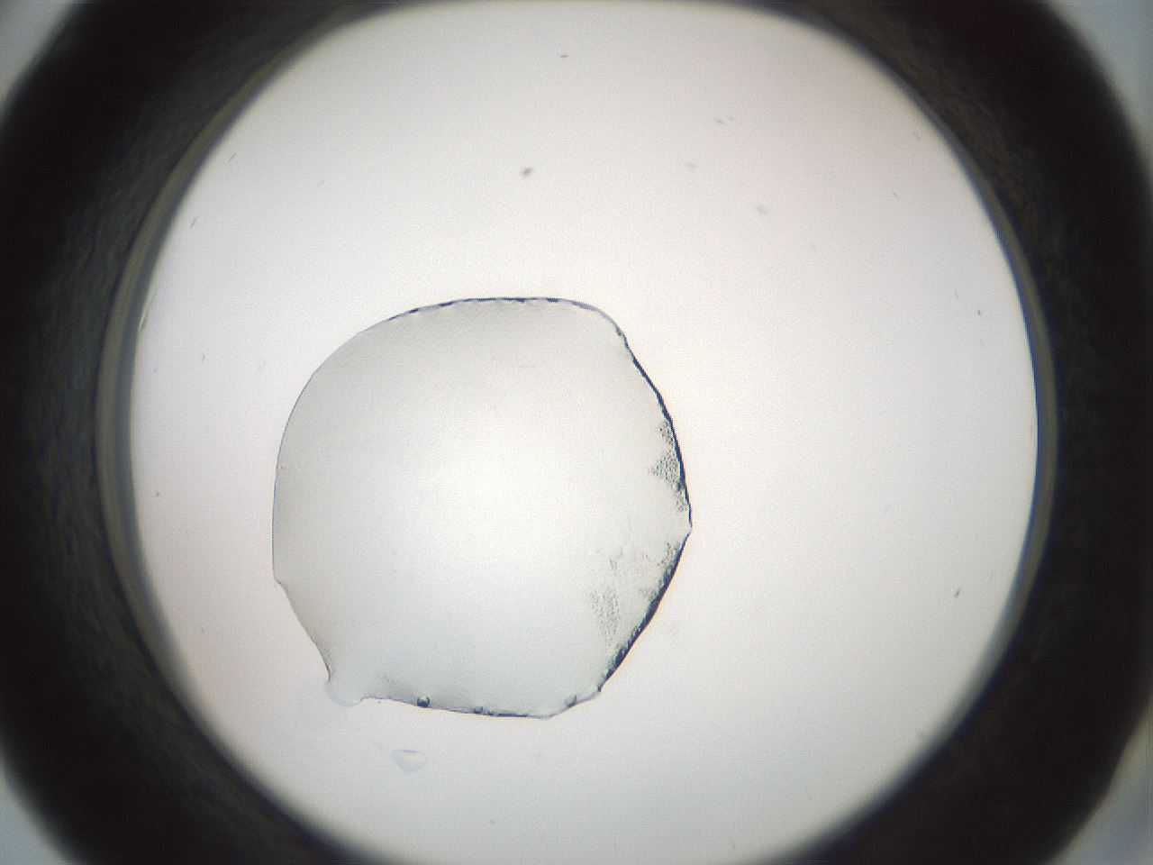 folderID66_plateID3066_batchID19090_wellNum42_profileID1_d2_r265820_ef.jpg