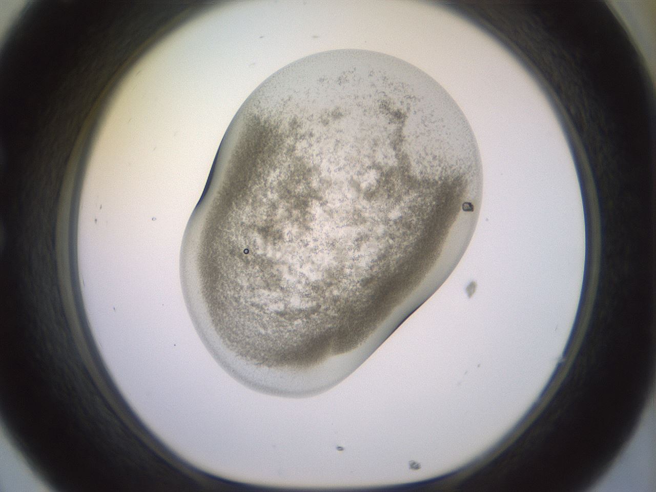 folderID673_plateID3673_batchID21904_wellNum32_profileID1_d1_r324719_ef.jpg