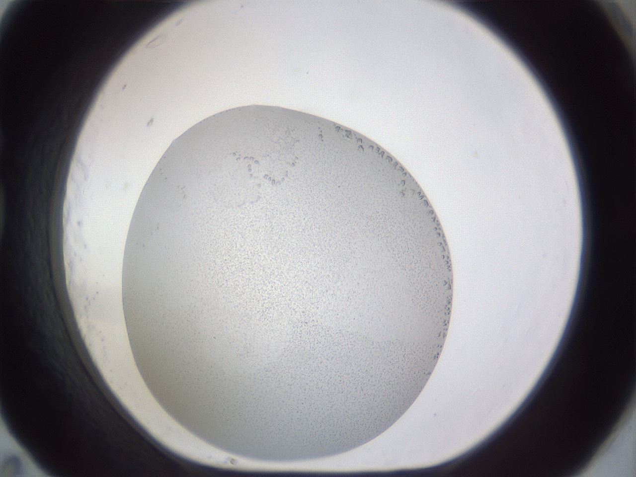 folderID681_plateID3681_batchID22179_wellNum83_profileID1_d1_r326357_ef.jpg