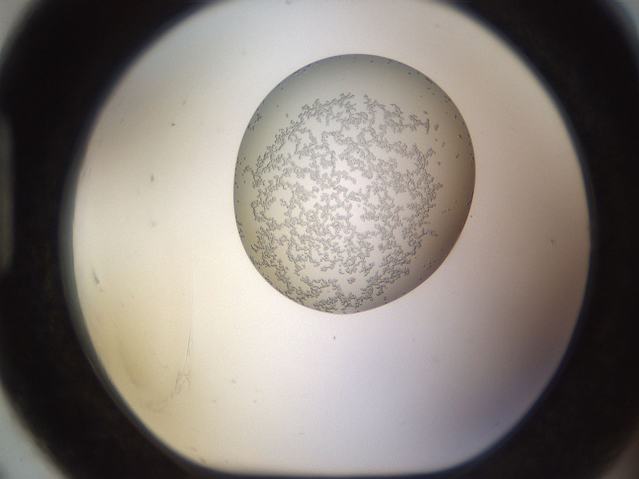 folderID682_plateID2682_batchID13720_wellNum91_profileID1_d1_r219483_ef.jpg