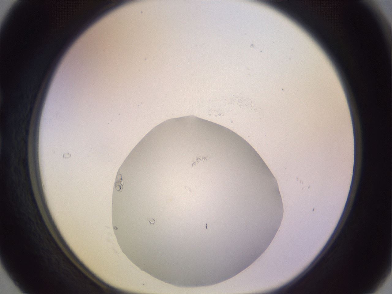 folderID683_plateID2683_batchID13499_wellNum29_profileID1_d1_r217247_ef.jpg