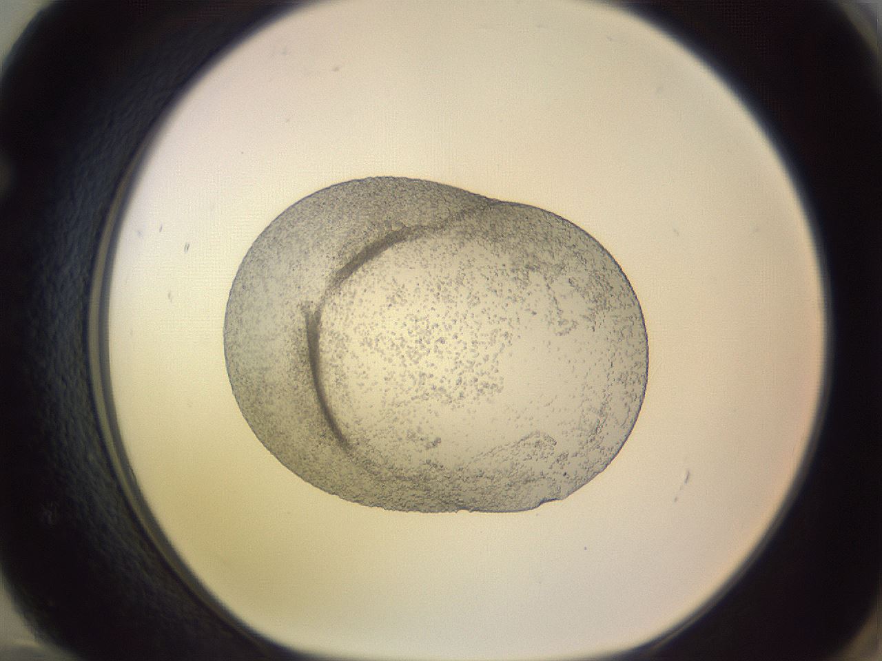 folderID684_plateID2684_batchID13770_wellNum72_profileID1_d1_r218101_ef.jpg