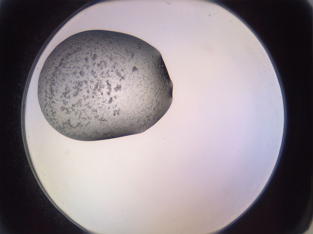 folderID685_plateID2685_batchID13612_wellNum2_profileID1_d2_r218346_ef.jpg