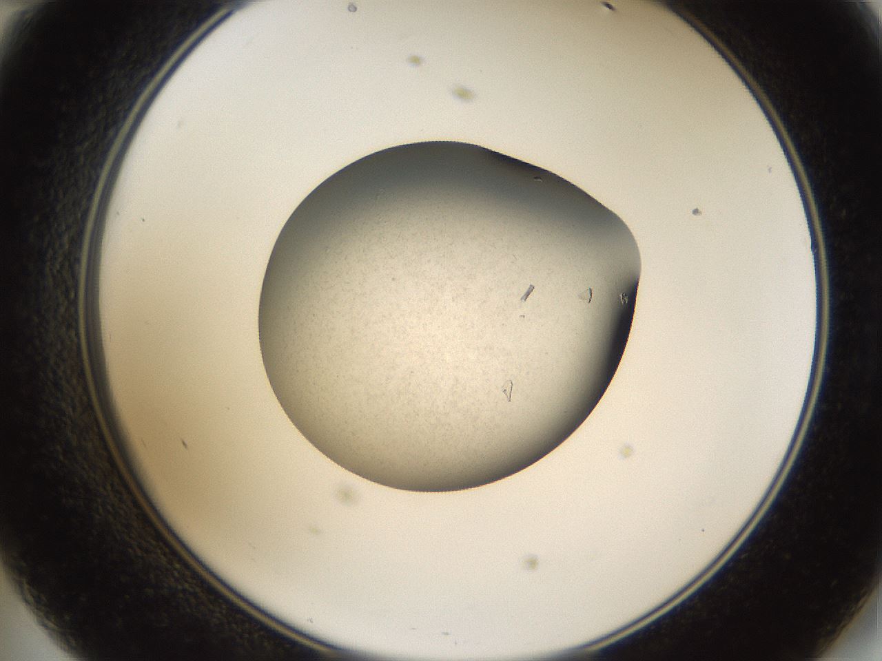 folderID66_plateID1066_batchID3215_wellNum47_profileID1_d2_r53650_ef.jpg