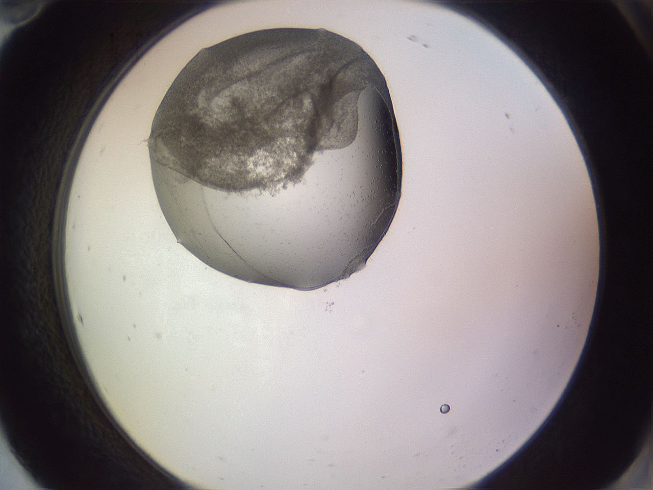 folderID686_plateID2686_batchID13561_wellNum94_profileID1_d2_r219106_ef.jpg
