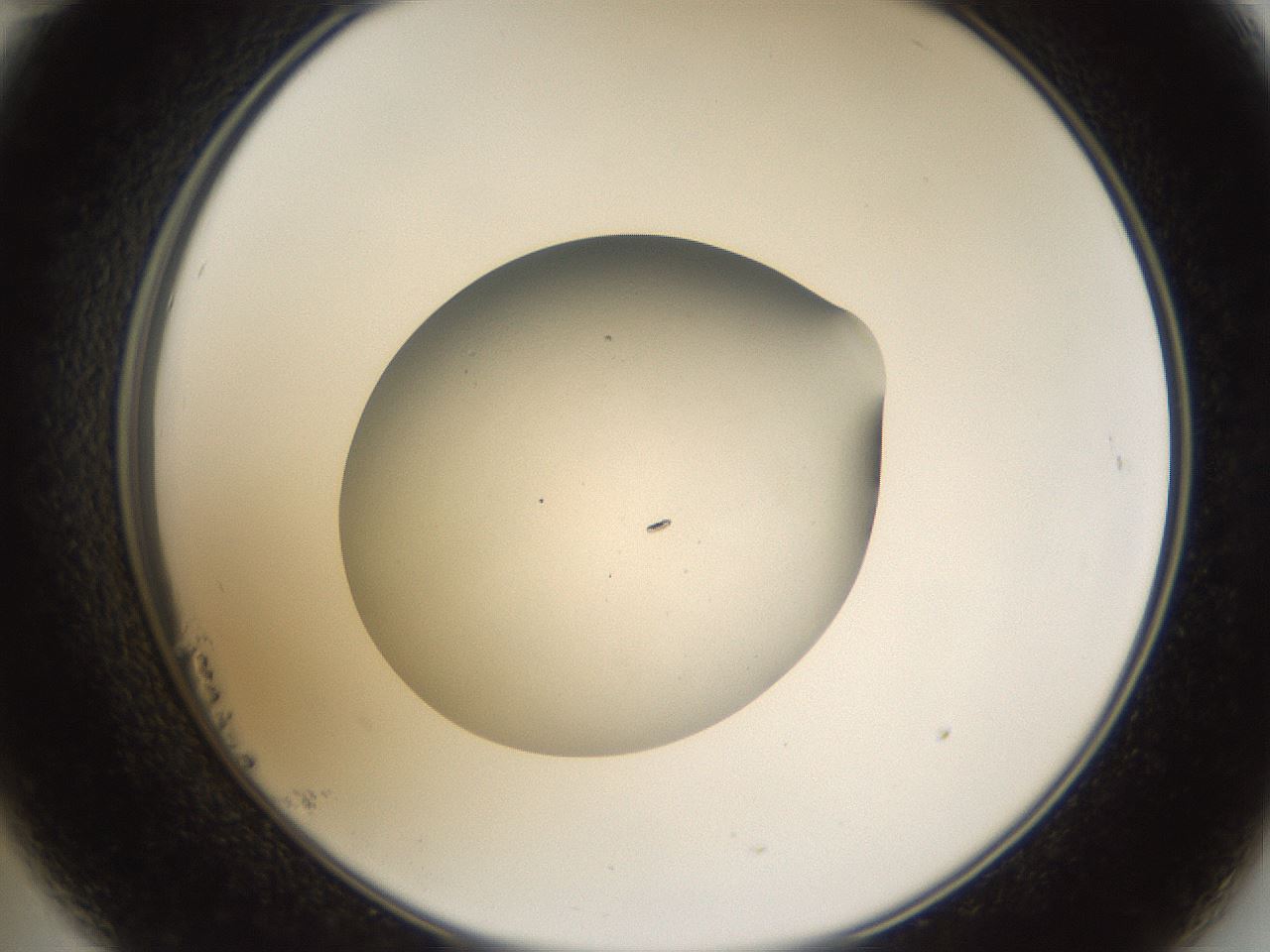 folderID68_plateID1068_batchID3218_wellNum23_profileID1_d2_r54178_ef.jpg