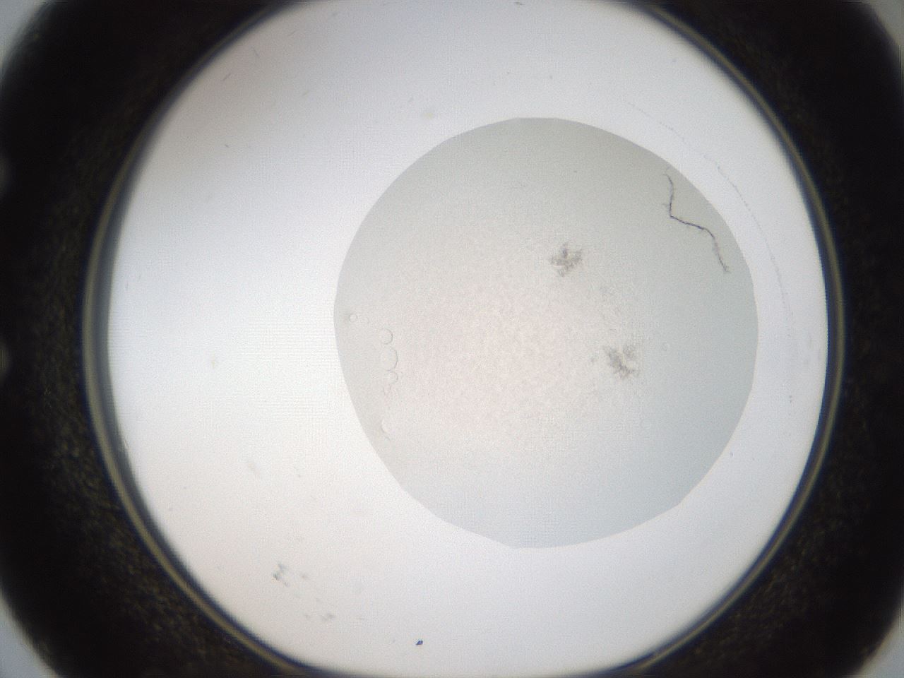 folderID70_plateID3070_batchID17319_wellNum50_profileID1_d1_r265402_ef.jpg