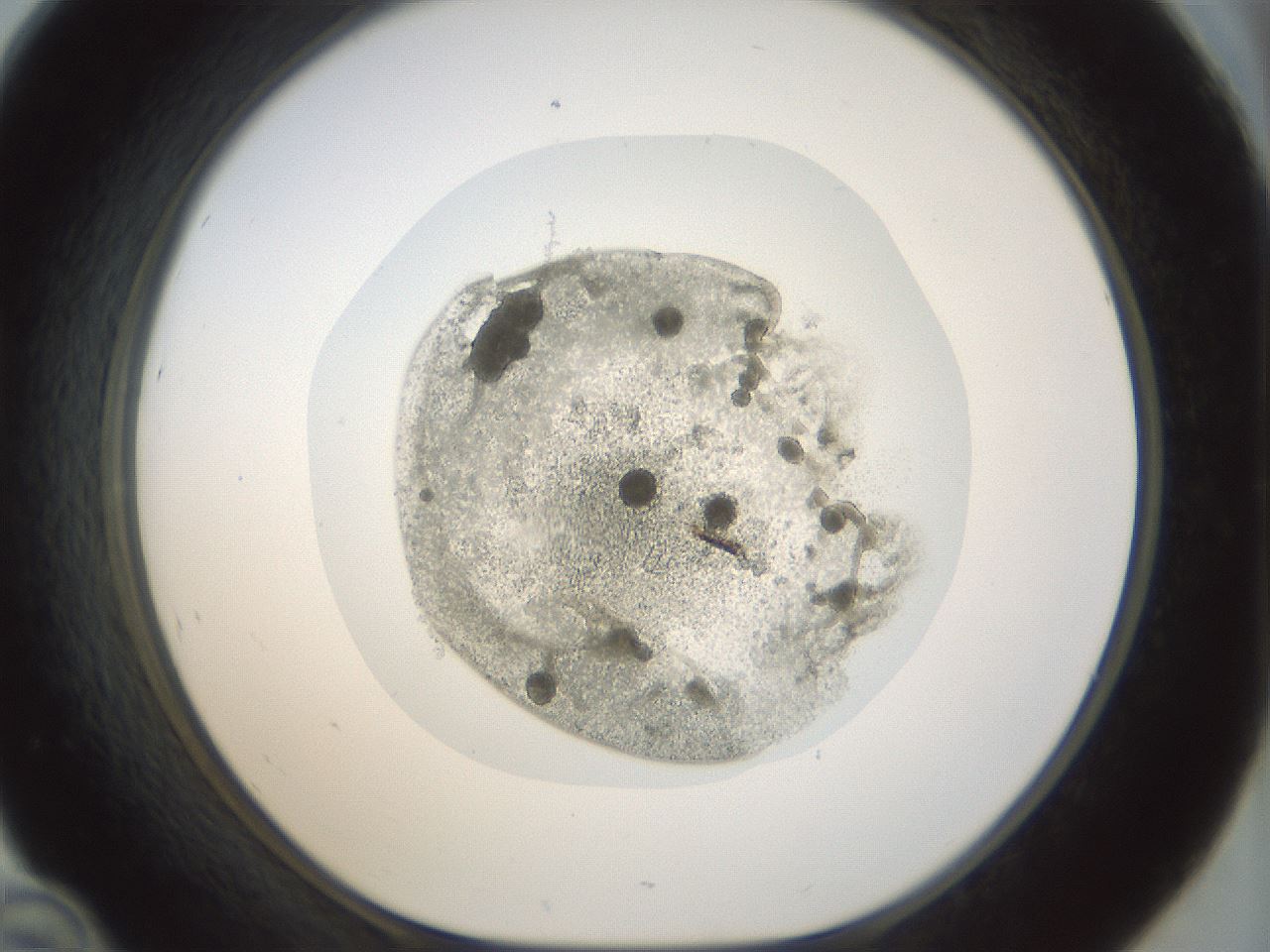 folderID69_plateID1069_batchID3750_wellNum46_profileID1_d1_r49231_ef.jpg