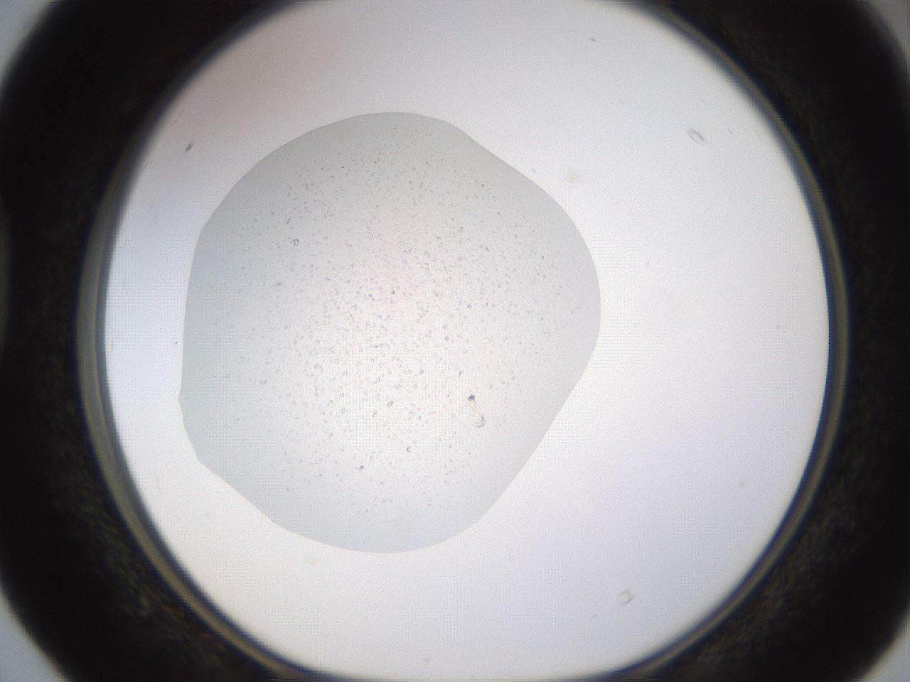 folderID706_plateID1706_batchID7133_wellNum40_profileID1_d1_r113378_ef.jpg
