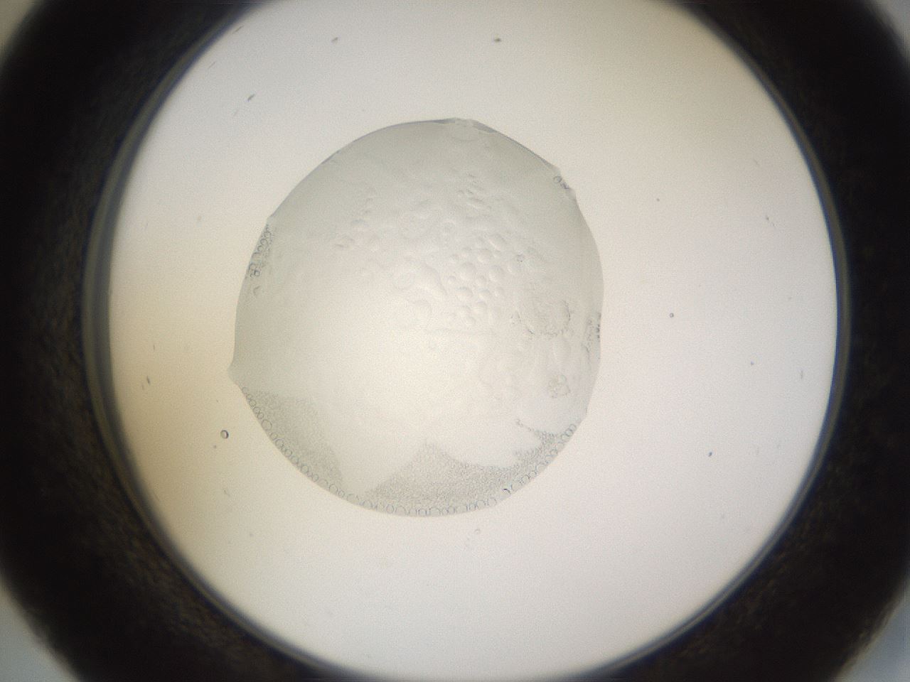 folderID72_plateID3072_batchID17625_wellNum45_profileID1_d2_r264194_ef.jpg