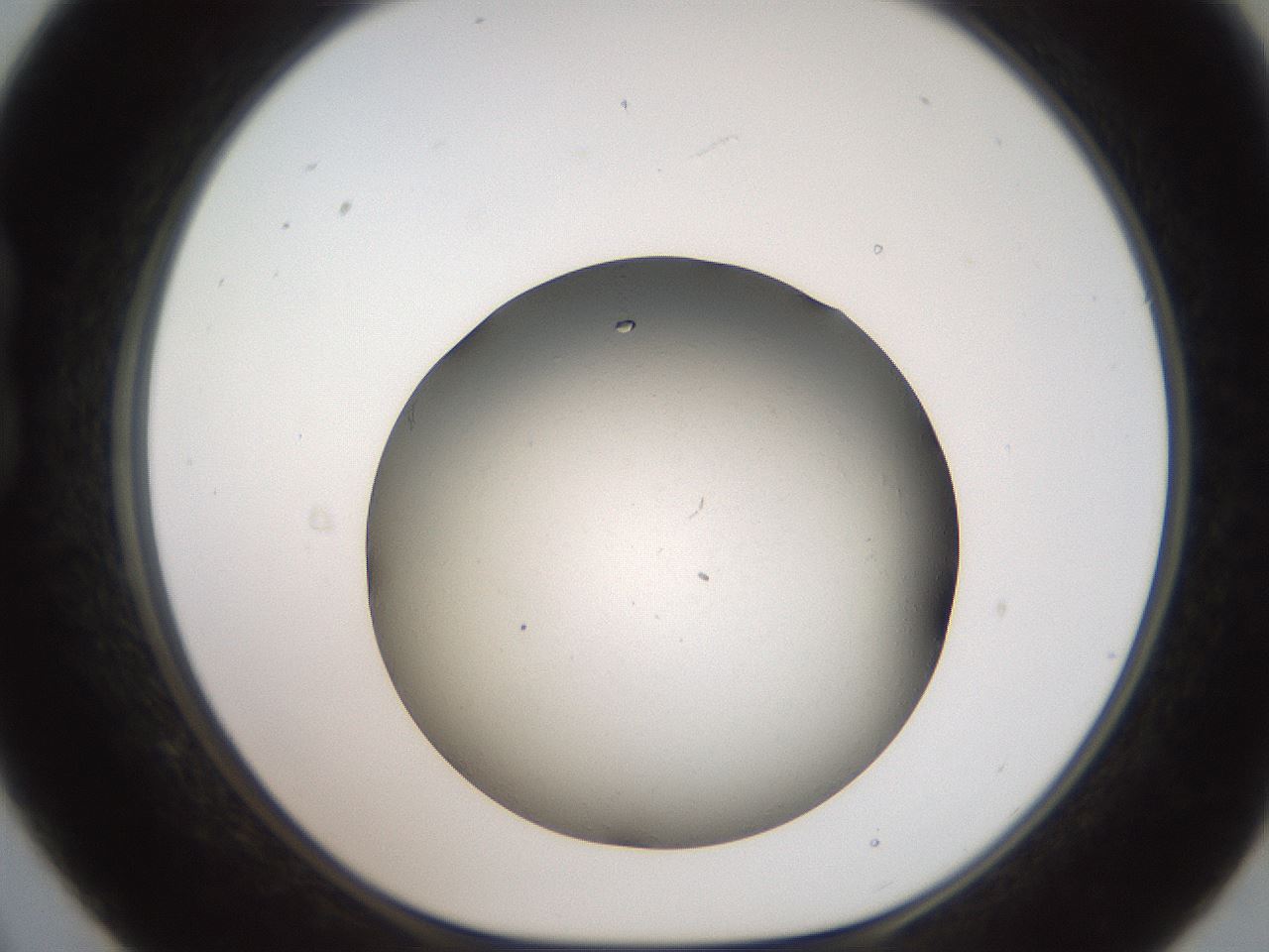 folderID736_plateID1736_batchID7206_wellNum21_profileID1_d1_r115703_ef.jpg