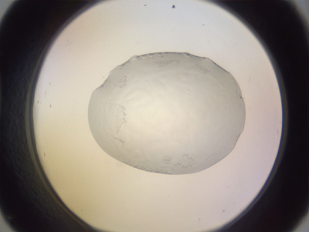 folderID74_plateID3074_batchID17849_wellNum45_profileID1_d1_r264577_ef.jpg