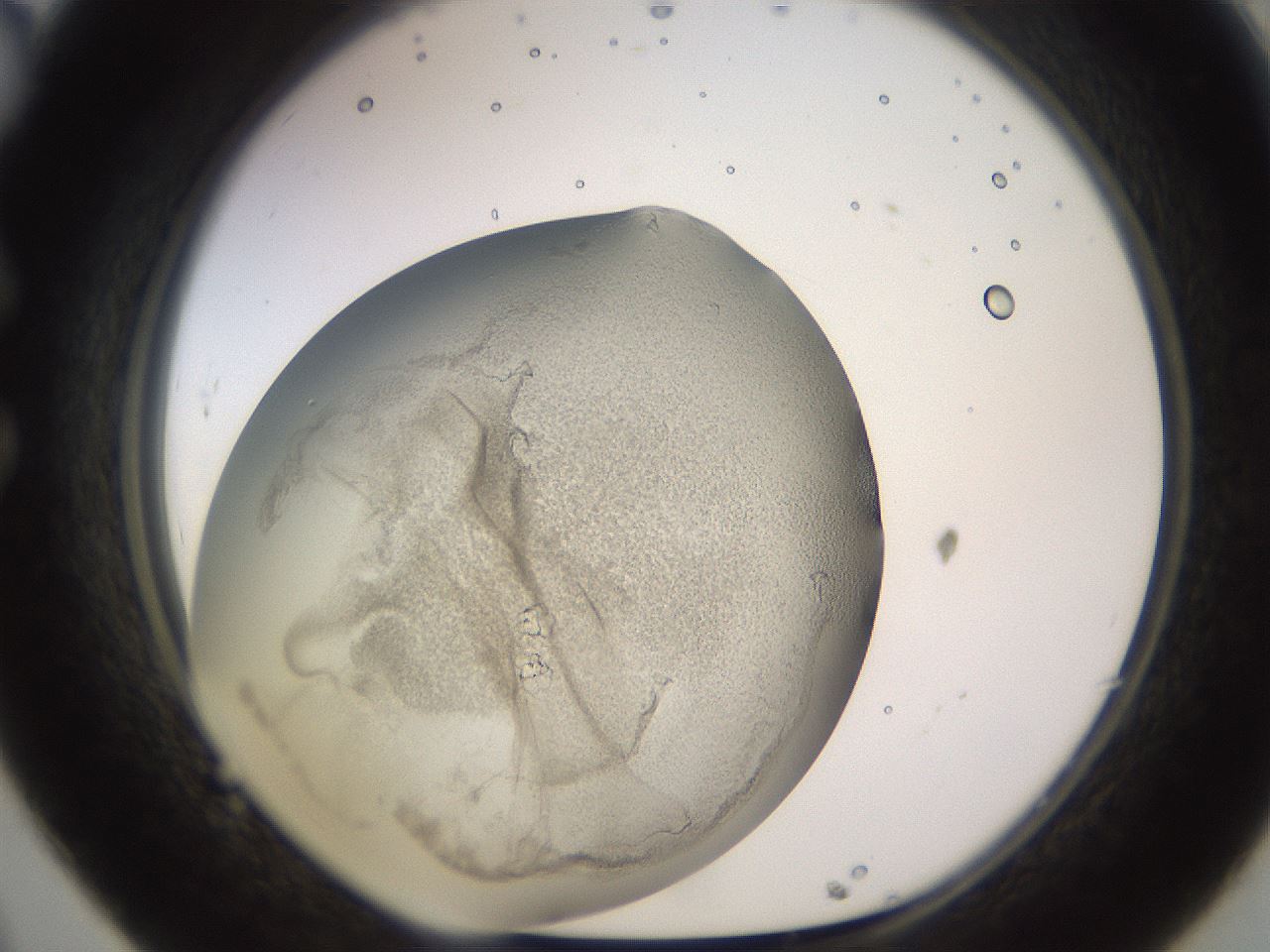 folderID759_plateID2759_batchID14273_wellNum32_profileID1_d1_r227560_ef.jpg