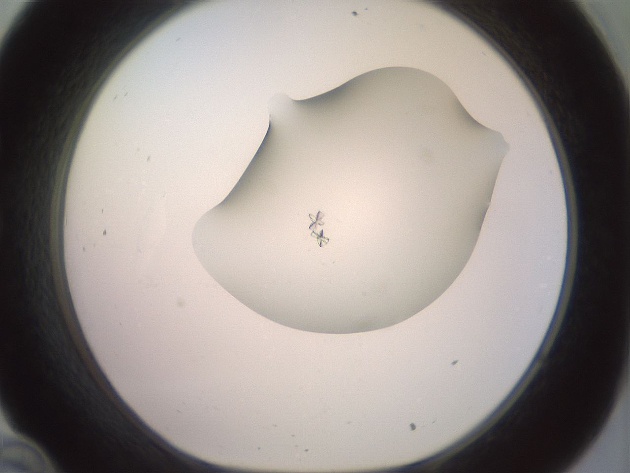 folderID856_plateID1856_batchID7691_wellNum34_profileID1_d1_r123808_ef.jpg