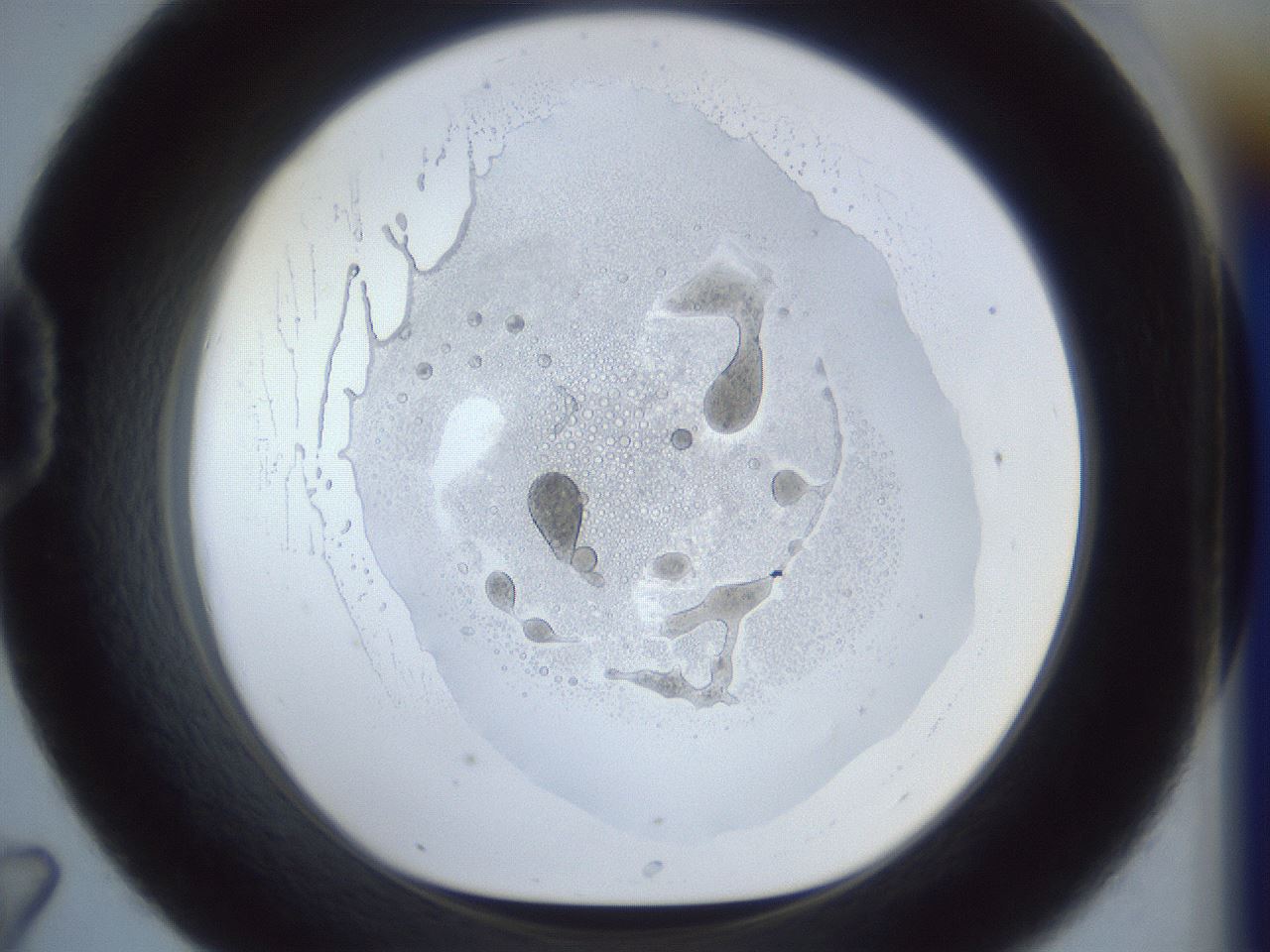 folderID859_plateID859_batchID994_wellNum43_profileID1_d1_r30627_ef.jpg