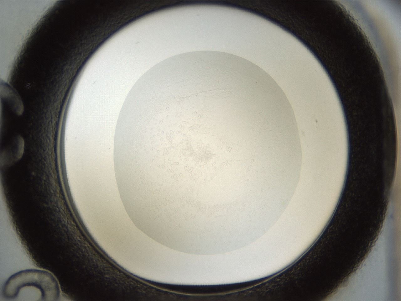 folderID864_plateID864_batchID1008_wellNum36_profileID1_d1_r29653_ef.jpg