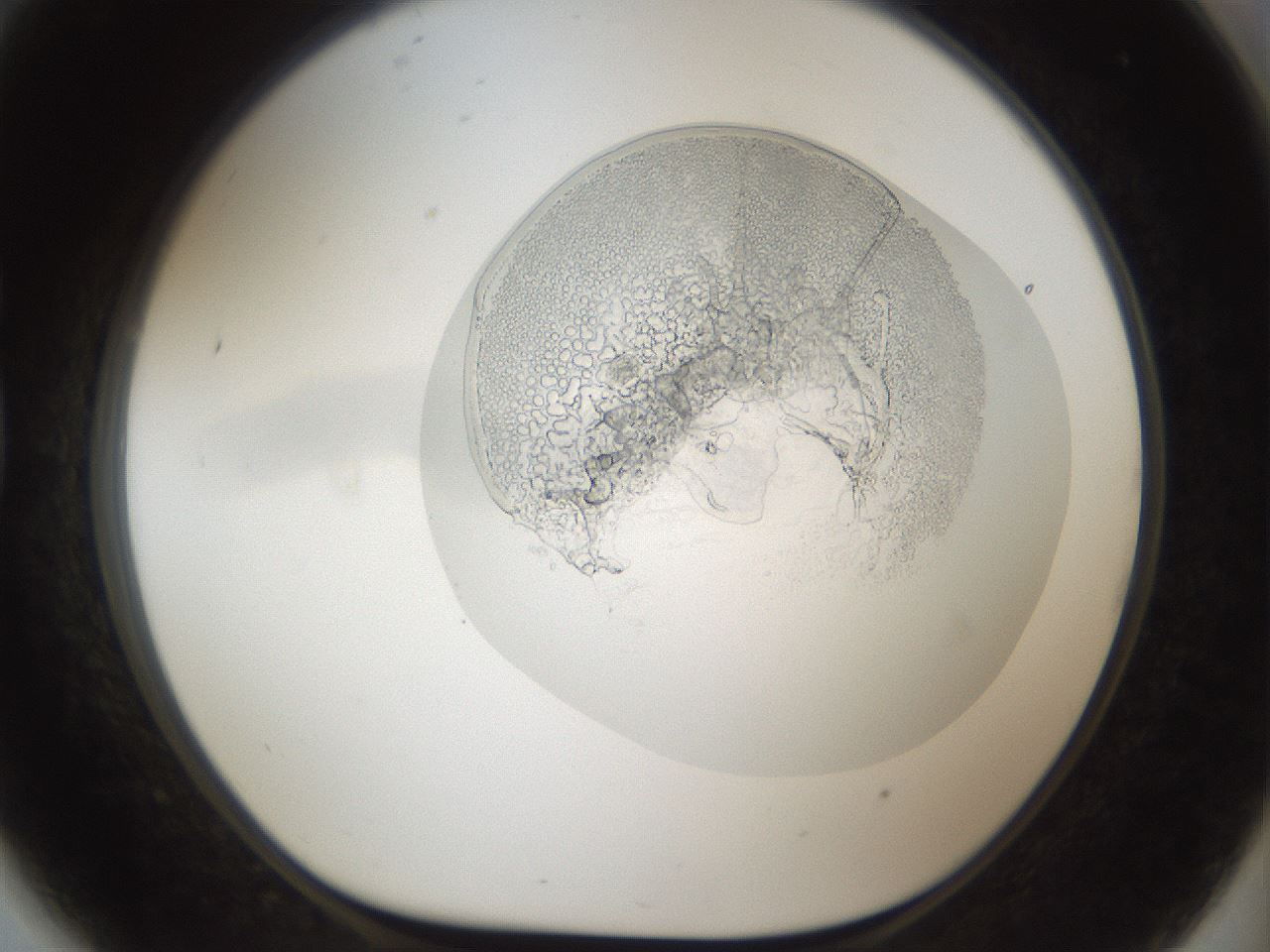folderID865_plateID865_batchID1066_wellNum81_profileID1_d1_r29551_ef.jpg