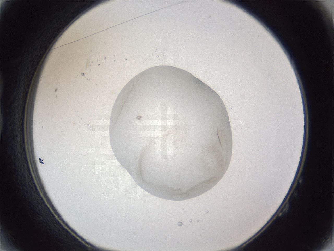 folderID90_plateID1090_batchID2263_wellNum14_profileID1_d1_r48399_ef.jpg