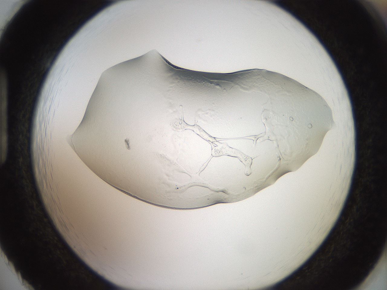 folderID917_plateID1917_batchID8277_wellNum86_profileID1_d1_r128475_ef.jpg
