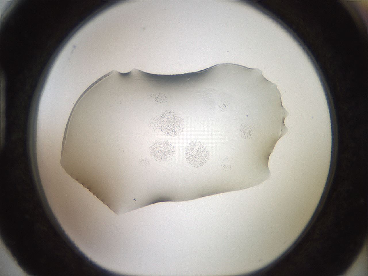 folderID917_plateID1917_batchID8277_wellNum88_profileID1_d1_r128477_ef.jpg