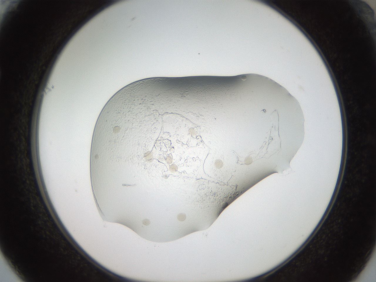 folderID919_plateID1919_batchID8275_wellNum61_profileID1_d1_r128258_ef.jpg