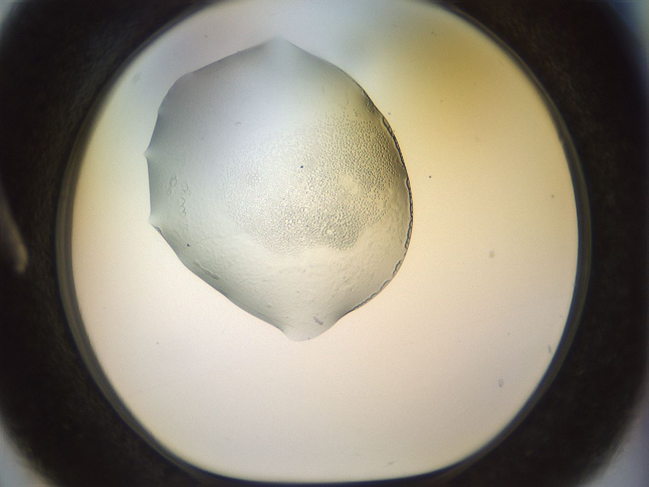 folderID921_plateID1921_batchID8271_wellNum3_profileID1_d1_r127912_ef.jpg