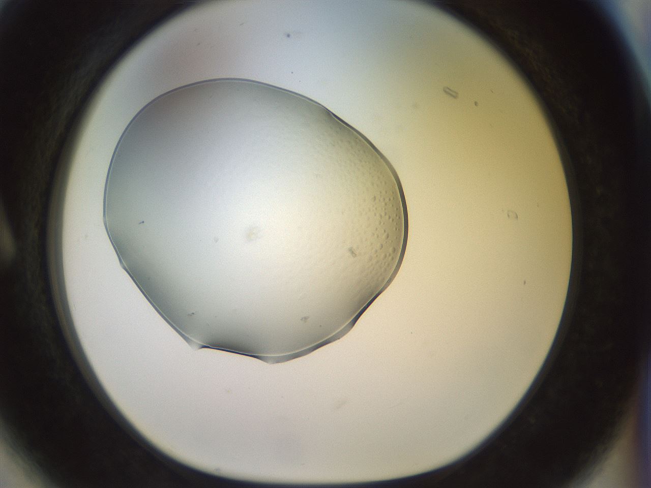 folderID921_plateID1921_batchID8271_wellNum6_profileID1_d1_r127915_ef.jpg