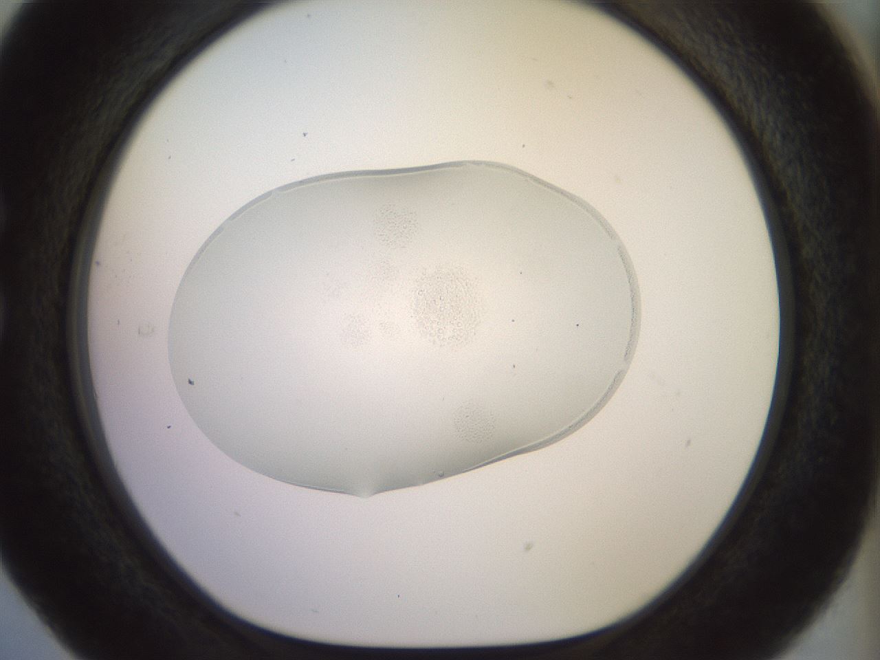 folderID922_plateID1922_batchID8272_wellNum29_profileID1_d1_r128034_ef.jpg