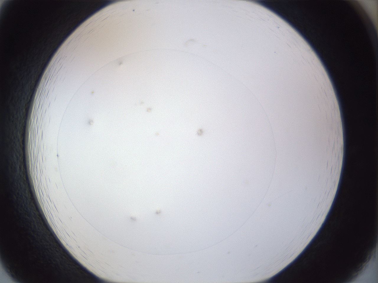 folderID928_plateID1928_batchID8262_wellNum19_profileID1_d1_r128890_ef.jpg