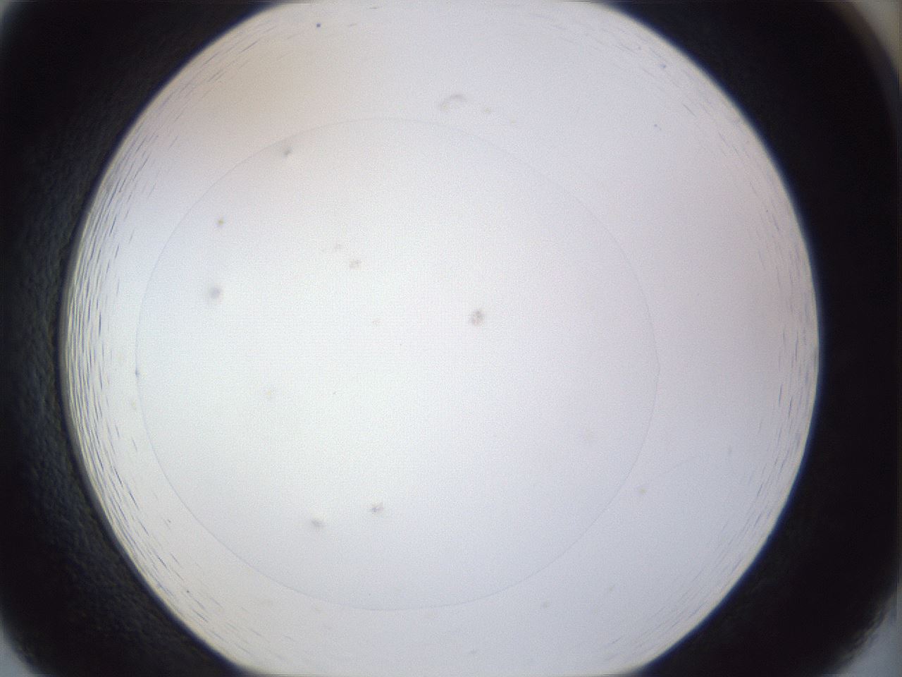 folderID928_plateID1928_batchID8273_wellNum19_profileID1_d1_r128890_ef.jpg