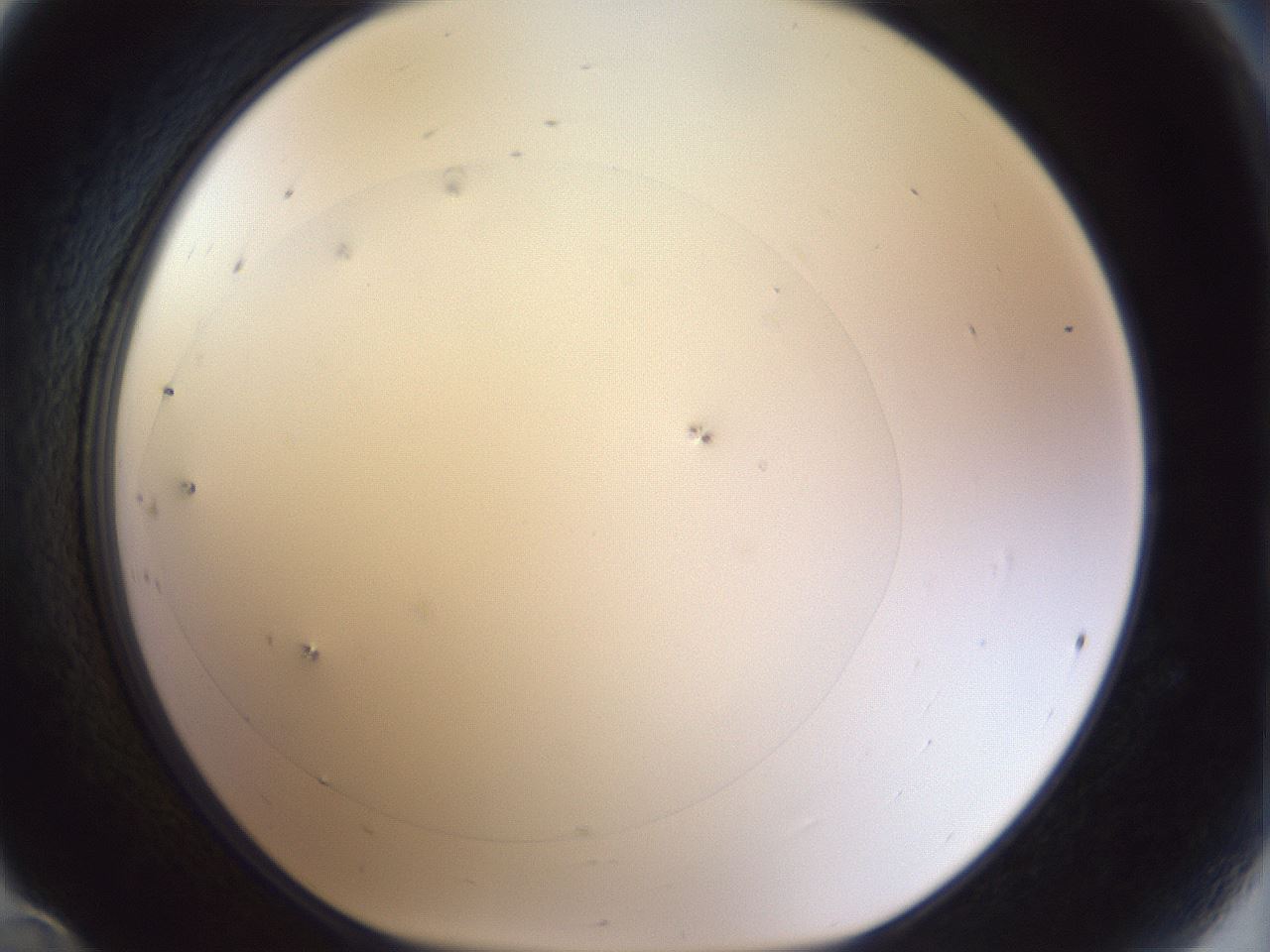 folderID928_plateID1928_batchID8273_wellNum24_profileID1_d1_r128895_ef.jpg