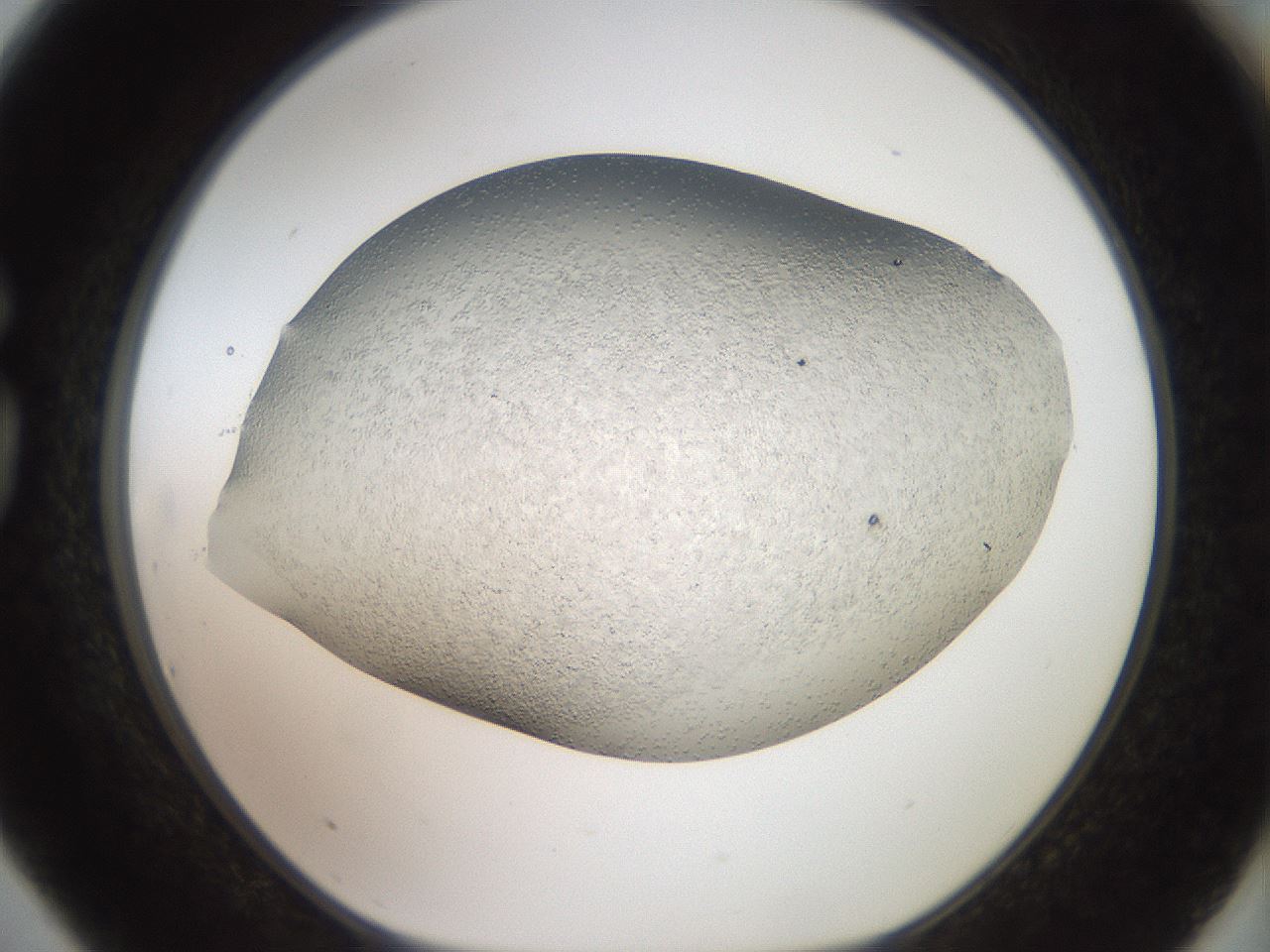 folderID919_plateID1919_batchID8275_wellNum75_profileID1_d1_r128272_ef.jpg