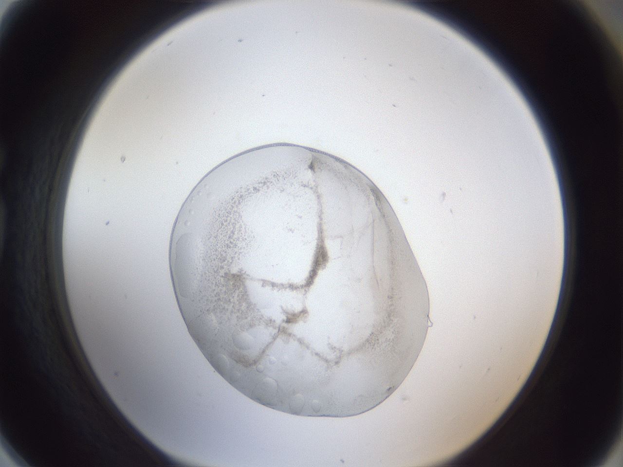 folderID933_plateID933_batchID12209_wellNum78_profileID1_d1_r34352_ef.jpg